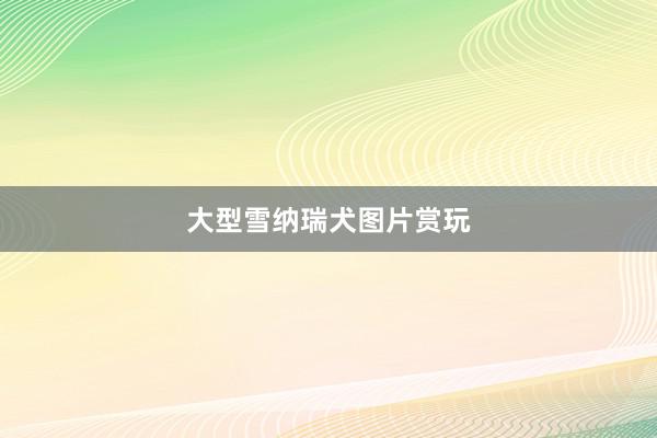 大型雪纳瑞犬图片赏玩